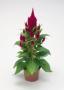 Seminte profesionale Celosia Plumosa - Creasta cocosului - imagine 48934
